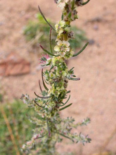 Bassia laniflora