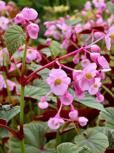 Begonia grandis