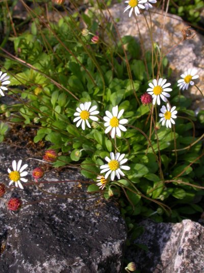 Bellium bellidioides