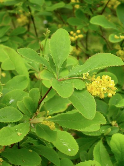 Berberis amurensis var. japonica