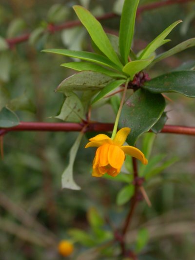 Berberis buxifolia Berberis buxifolia