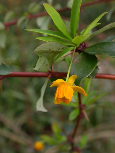 Berberis buxifolia