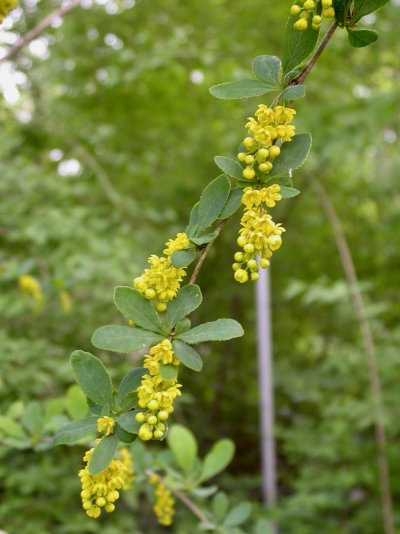 Berberis canadensis