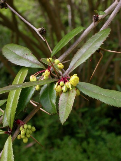 Berberis julianae Berberis julianae