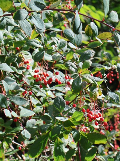 Berberis koreana