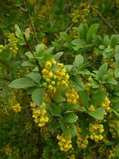 Berberis vulgaris Gewöhnliche Berberitze, Sauerdorn