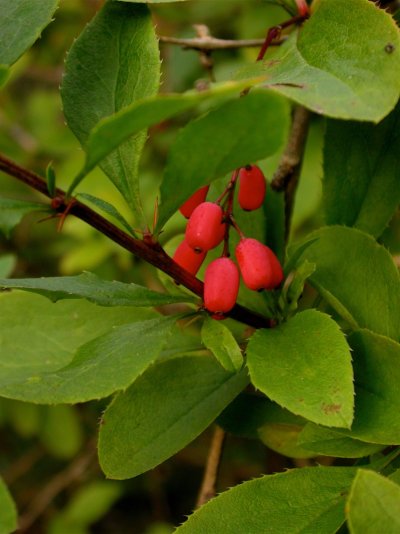 Berberis vulgaris Gewöhnliche Berberitze, Sauerdorn