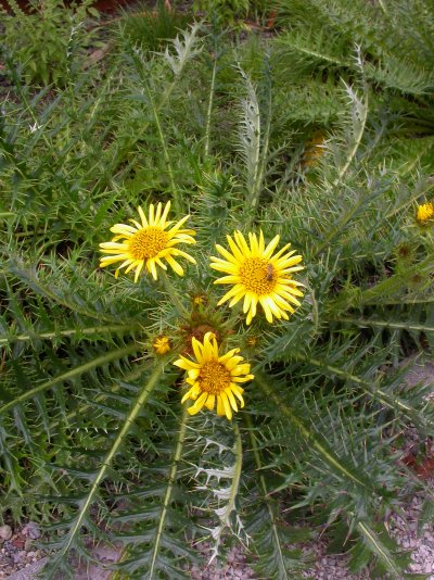 Berkheya multijuga