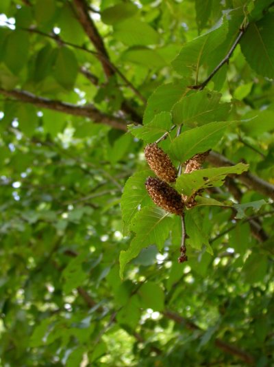 Betula alleghaniensis Betula alleghaniensis