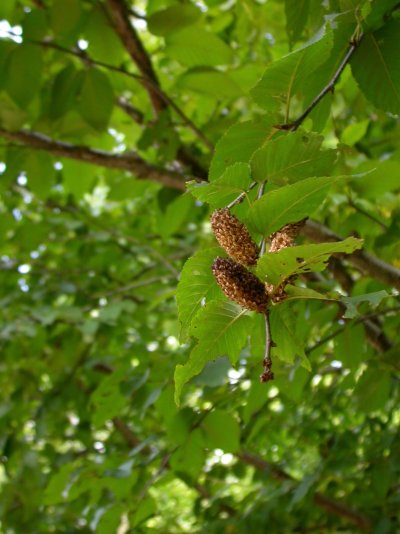 Betula alleghaniensis