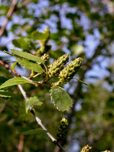 Betula humilis