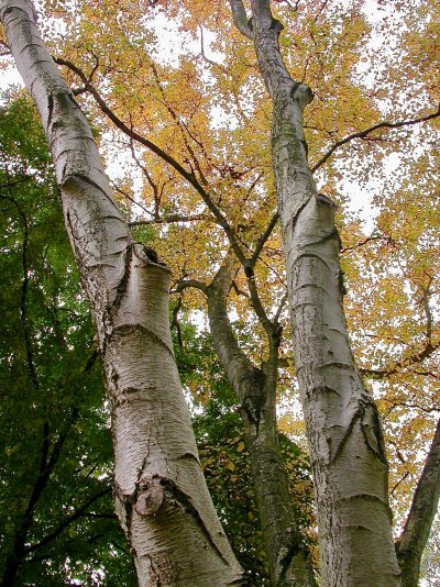 Betula platyphylla var. japonica