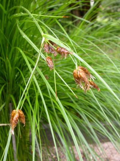 Bolboschoenus maritimus