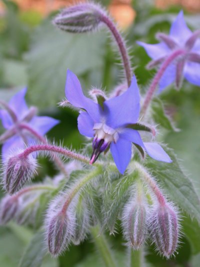 Borago officinalis