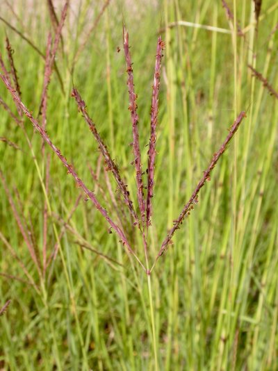 Bothriochloa ischoemum