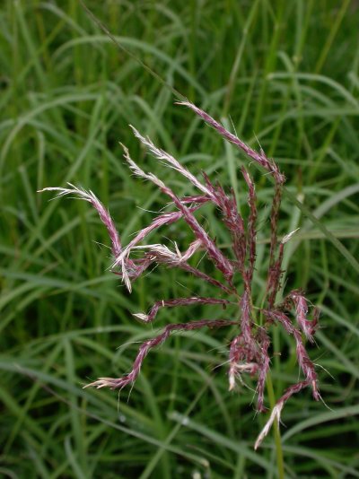 Bothriochloa ischoemum