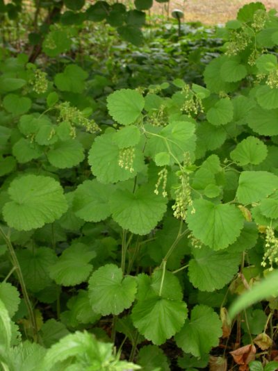 Boykinia rotundifolia