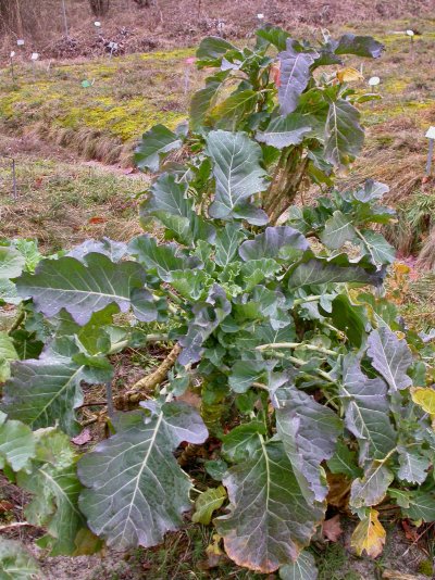 Brassica oleracea