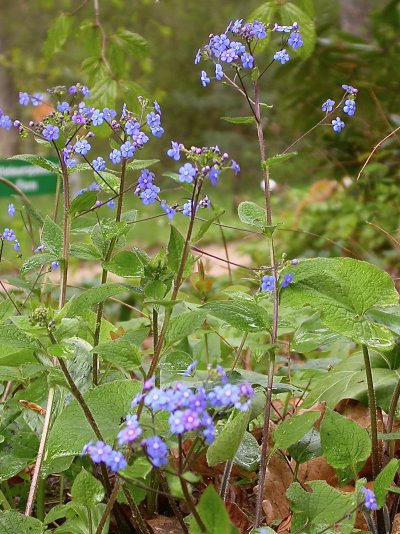 Brunnera macrophylla