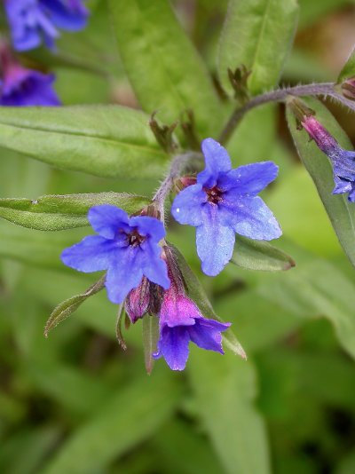 Buglossoides purpurocaerulea