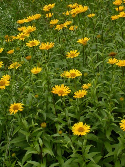 Buphthalmum salicifolium