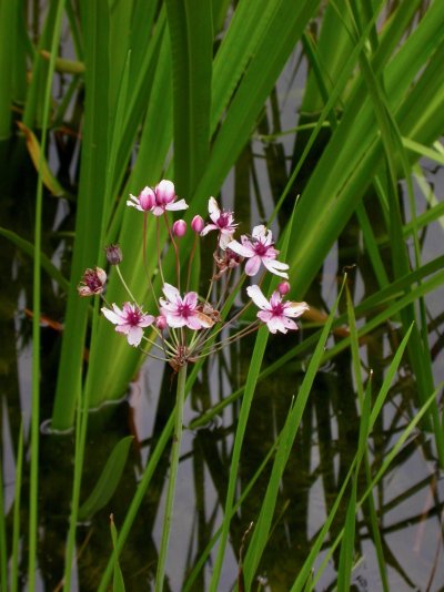 Butomus umbellatus