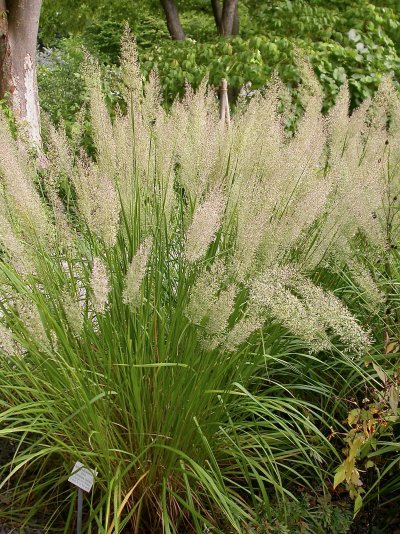 Calamagrostis arundinaria var. brachytricha