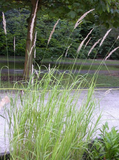 Calamagrostis rivalis