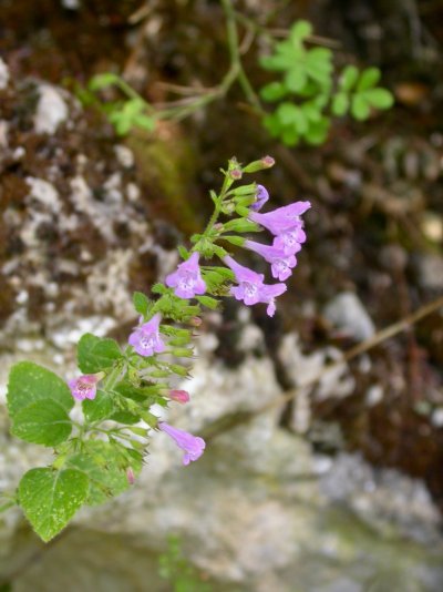 Calamintha menthifolia