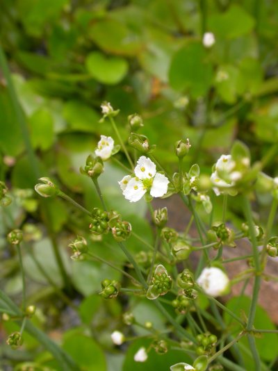 Caldesia parnassifolia