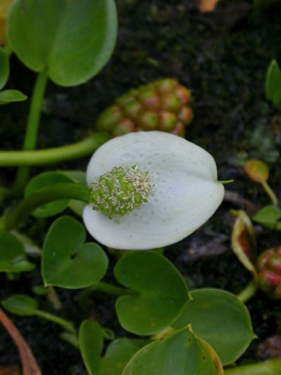 Calla palustris