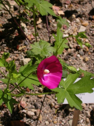 Callirhoe bushii