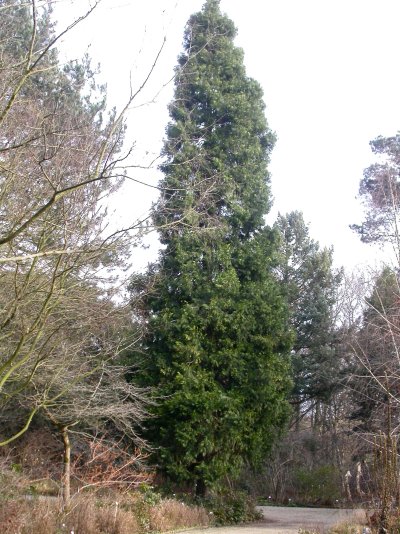 Calocedrus decurrens