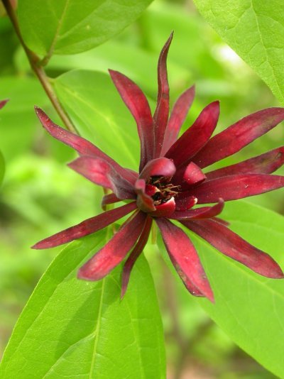 Calycanthus floridus