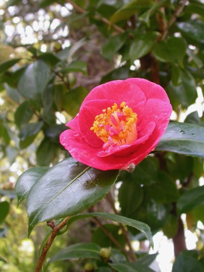 Camellia japonica
