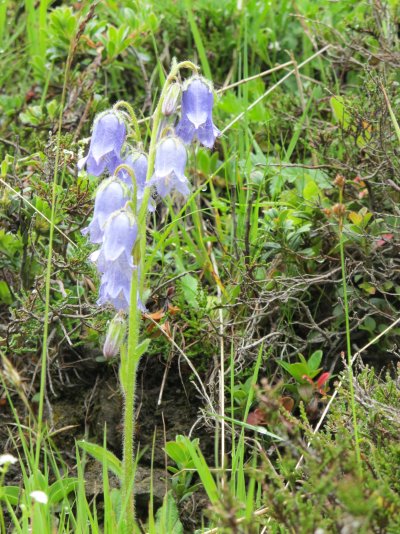 Campanula barbata