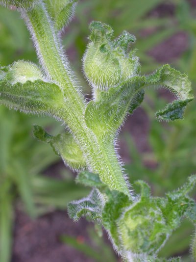 Campanula cervicaria