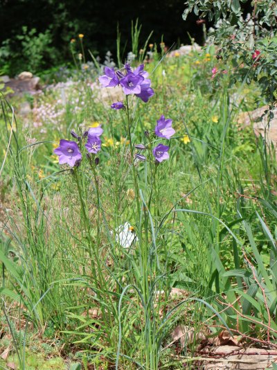 Campanula persicifolia