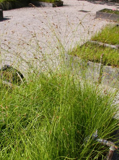 Carex distans