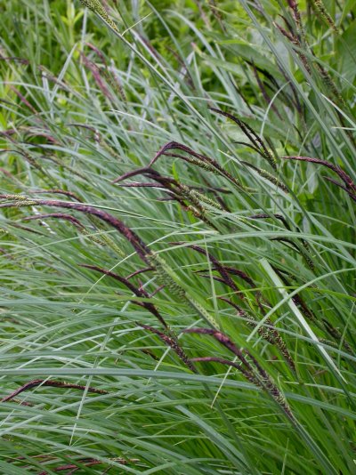 Carex elata
