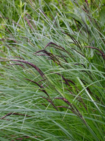 Carex elata