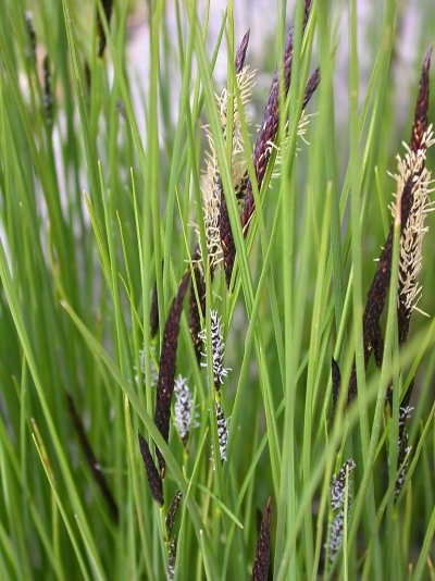 Carex lasiocarpa