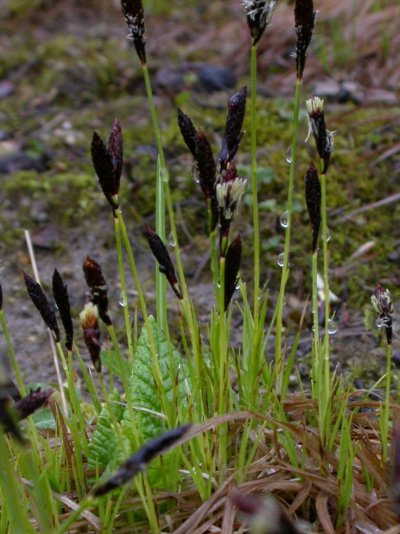 Carex montana