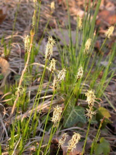 Carex montana