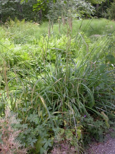Carex pseudocyperus
