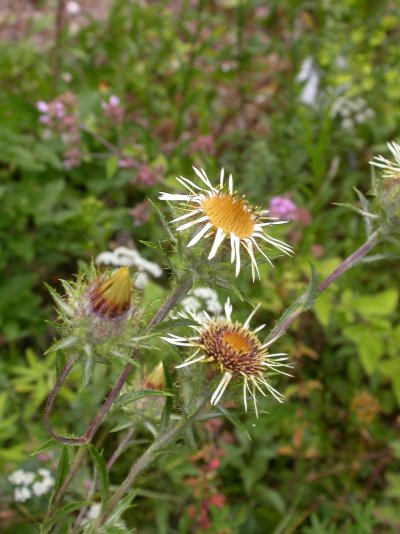 Carlina vulgaris