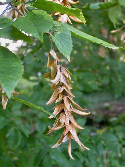 Carpinus betula