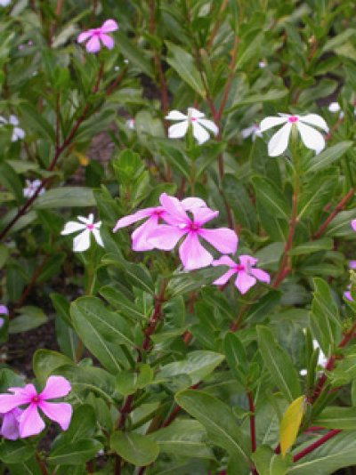 Catharanthus roseus