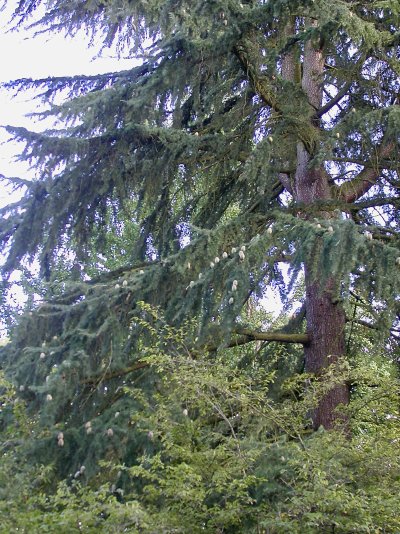 Cedrus deodara