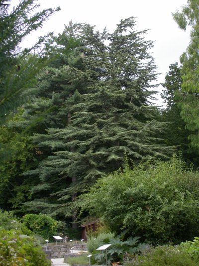 Cedrus libani var. stenocoma